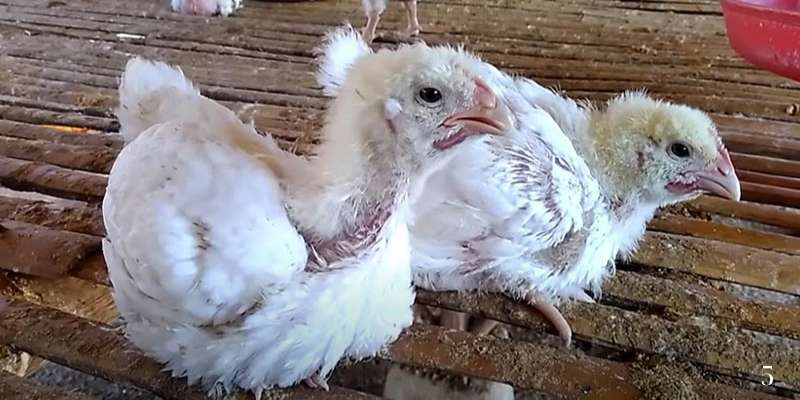 Cách trị bệnh đậu gà tại nhà gồm cách ly, sát trùng da, bổ sung kháng sinh và giữ vệ sinh chuồng