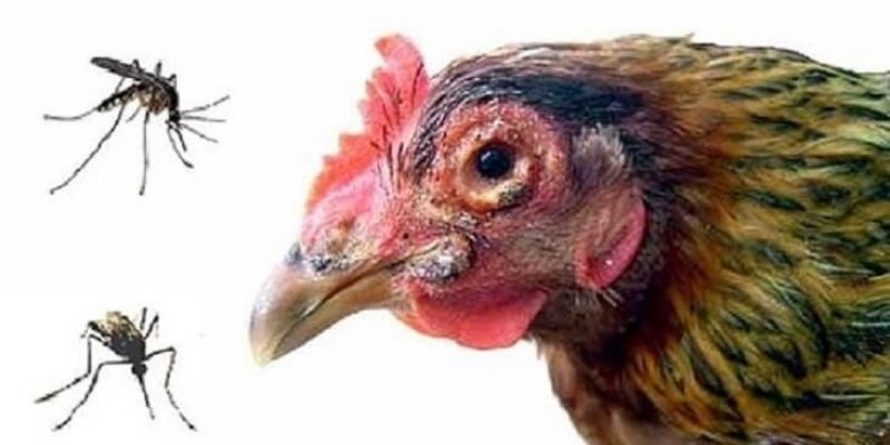 Nguyên nhân gây bệnh đậu gà do virus Pox gây ra, dễ lây qua muỗi, môi trường bẩn và gà sức yếu.