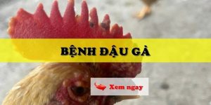 Tìm Hiểu Bệnh Đậu Gà – Nguy Hiểm Thế Nào Và Cách Xử Lý Khi Gà Mắc Bệnh