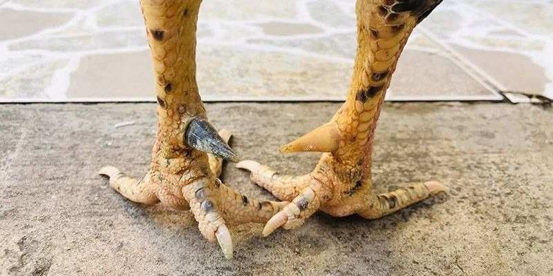 Tùy từng lối đá, cách làm cựa sắt cho gà chọi sẽ khác nhau – từ cựa tròn linh hoạt đến cựa dao sát thương mạnh.
