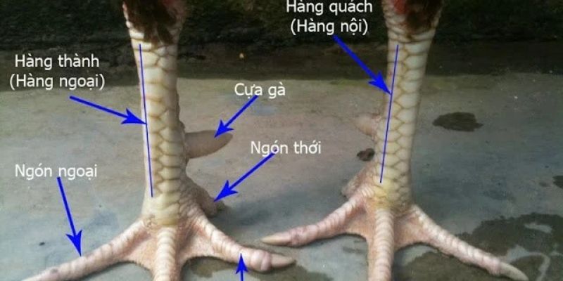 Xem tướng chân gà chọi thắng độ giúp đoán lối đá, xác định đòn hiểm và chọn đúng chiến thuật